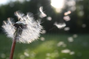 Dandilion