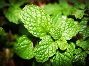 Mint Leaves