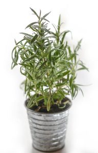 Thyme Plant