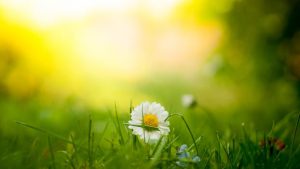 Single White and yellow flower