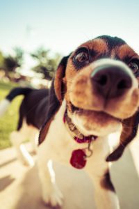 Dog with nose in camera