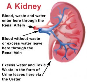 How do kidneys function by Nagaraju Tadakaluri