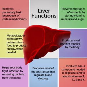 Liver finction by livertransplantpune.org