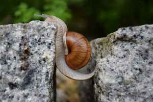 Snail overcoming cliff