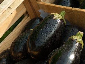 Eggplant in a crate