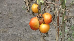 Tomato Crop Failure