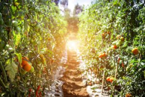 Pathway between Tomatoes