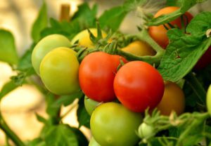 Tomatoes ripening on the vine